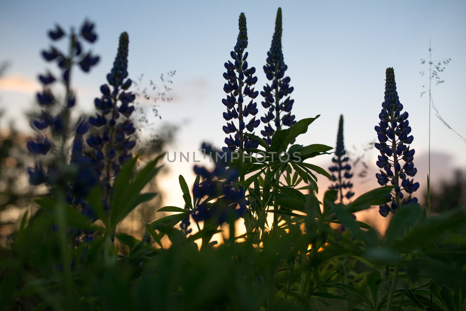 flowers and leaves of larkspur, delphinium on a background of the evening sky by skrotov