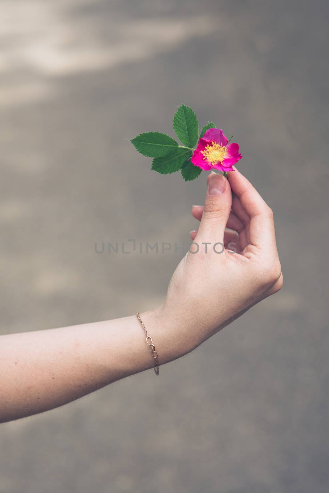 the hand of the girl with the golden chain keeps the redflower briar against blurred background with copyspace.