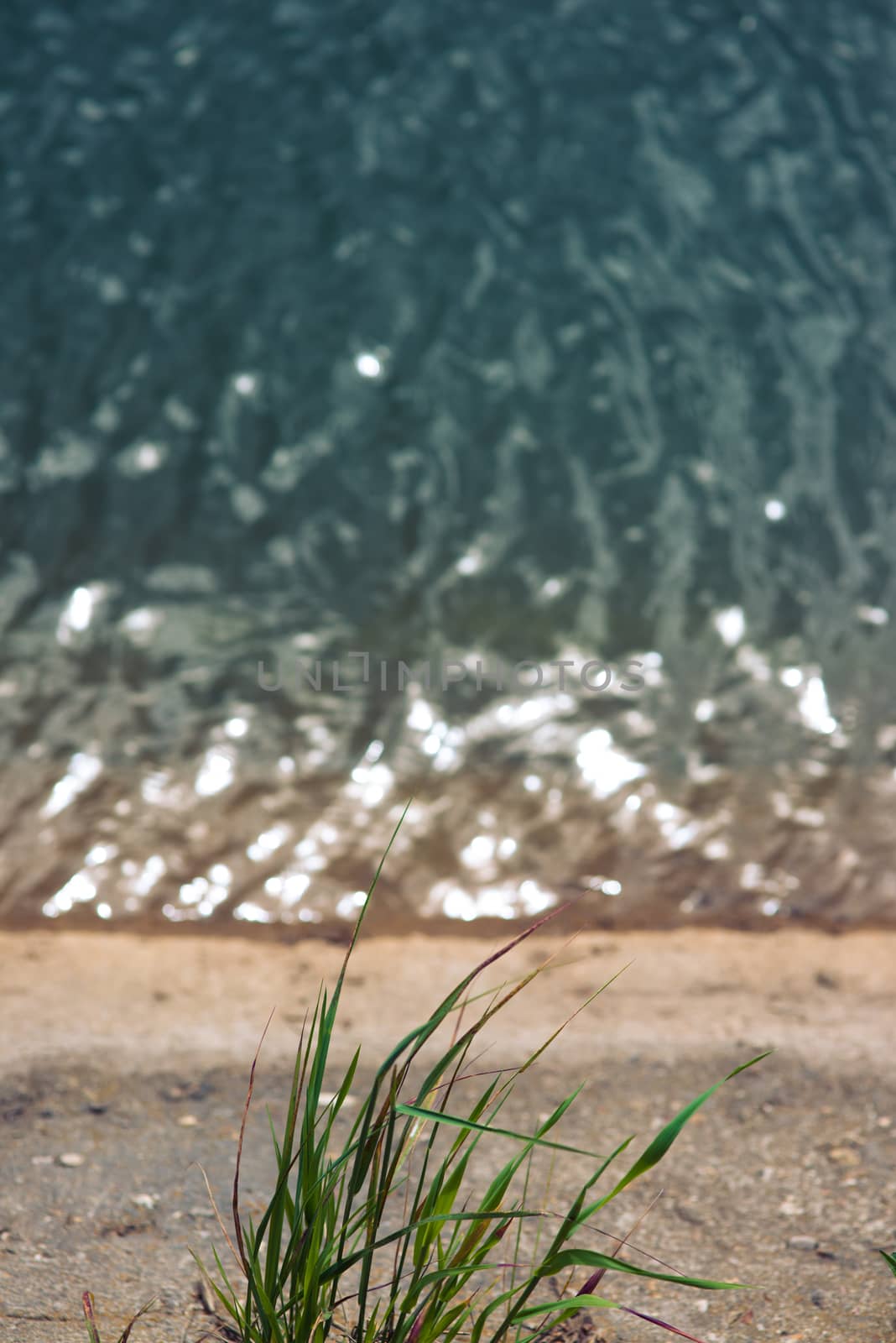 bunch grass against a backdrop of water with copyspace by skrotov