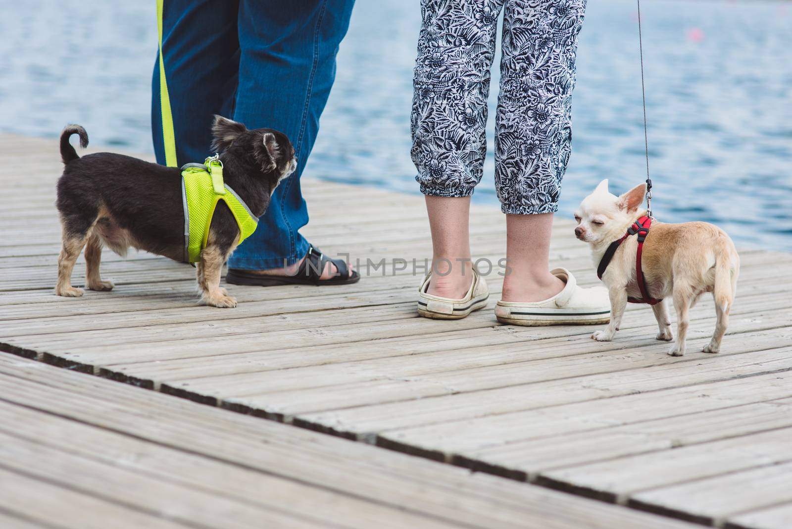 Two Funny dogs are enjoing walk against water background and legs of their owners.