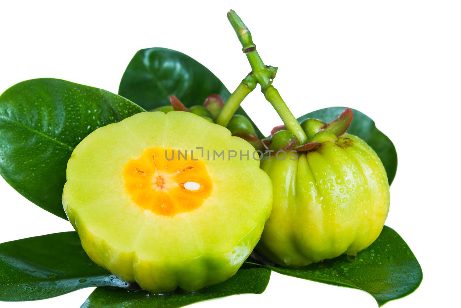 Close up garcinia atroviridis fresh fruit on leaves. Isolated on white background. Thai herb and sour flavor lots of vitamin C for good health. Extract as a weight loss product.