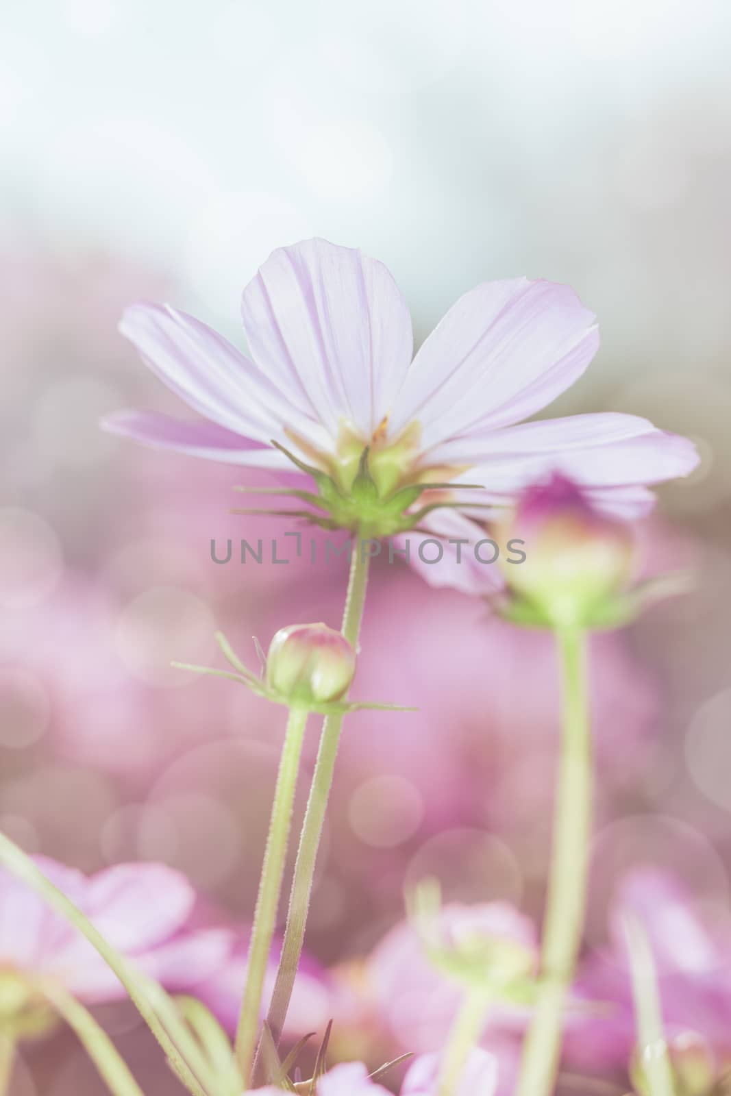 High key image of pink beauty cosmos flowers under the sunshine. Vertical image, blurred nature background. Beautiful floral use as background. Shallow depth of field.