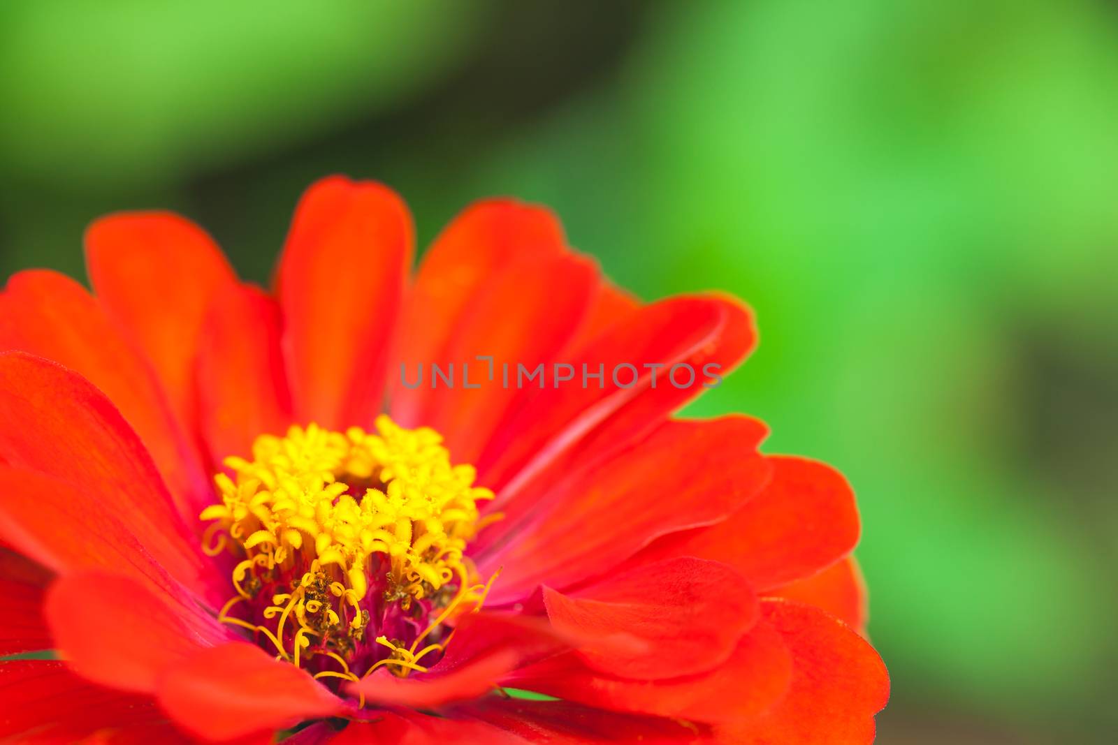 Close up of red flower. Beautiful floral use as background. Outd by kdshutterman