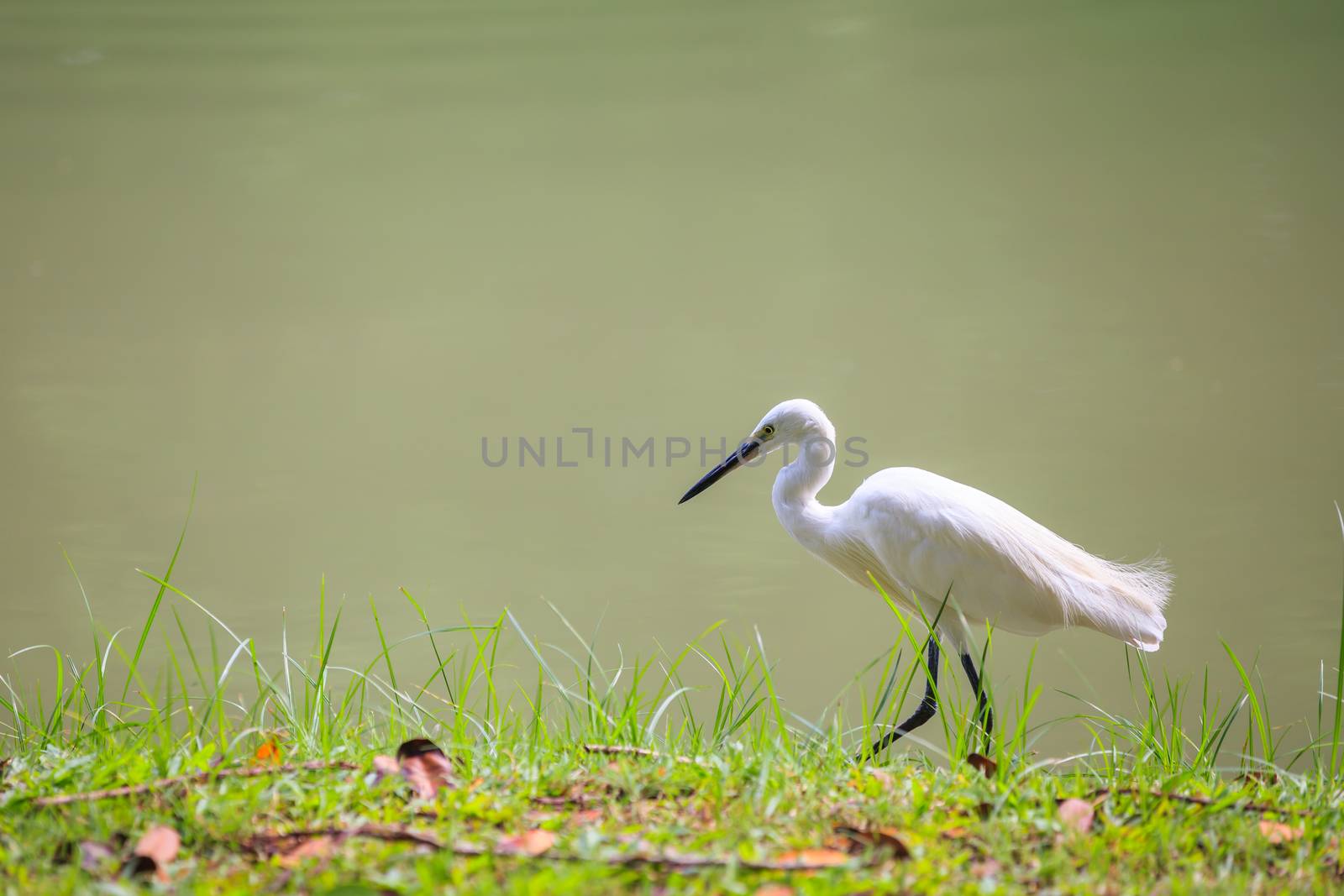 Animals in Wildlife - White Egrets. Outdoors. by kdshutterman