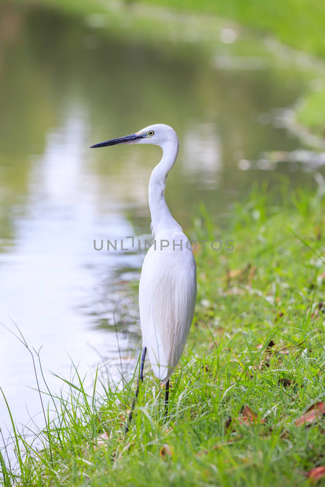 Animals in Wildlife. Back view of white Egret stand on the waterfront, long neck bird. Outdoor.