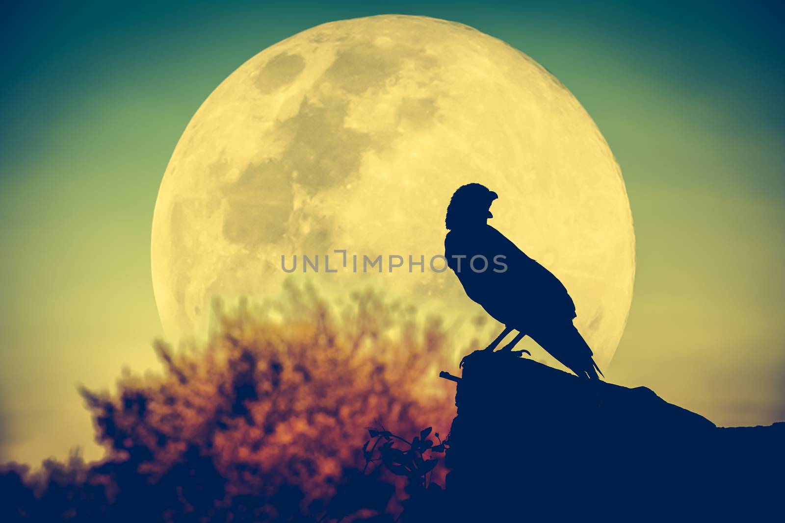 Beautiful night sky with full moon, tree and silhouette of crow on stone that can be used for halloween. Vignette and vintage picture style. Outdoors.