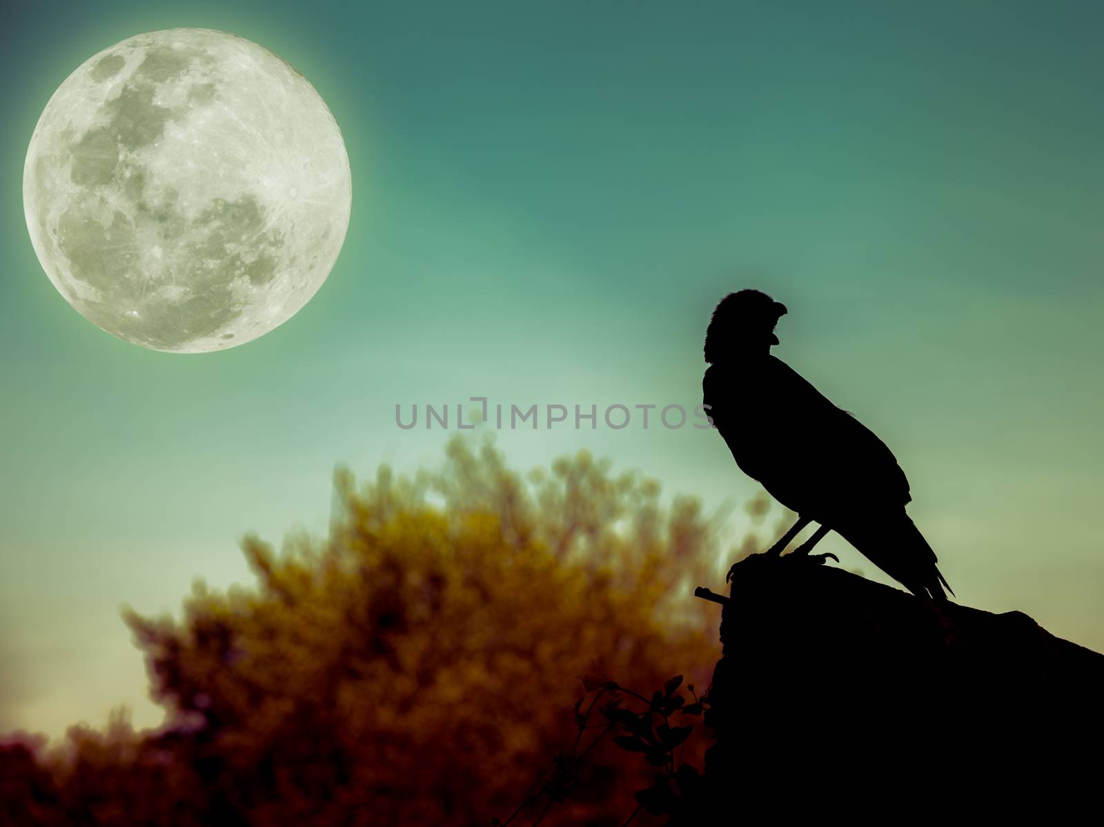 Night sky with full moon, tree and silhouette of crow that can b by kdshutterman