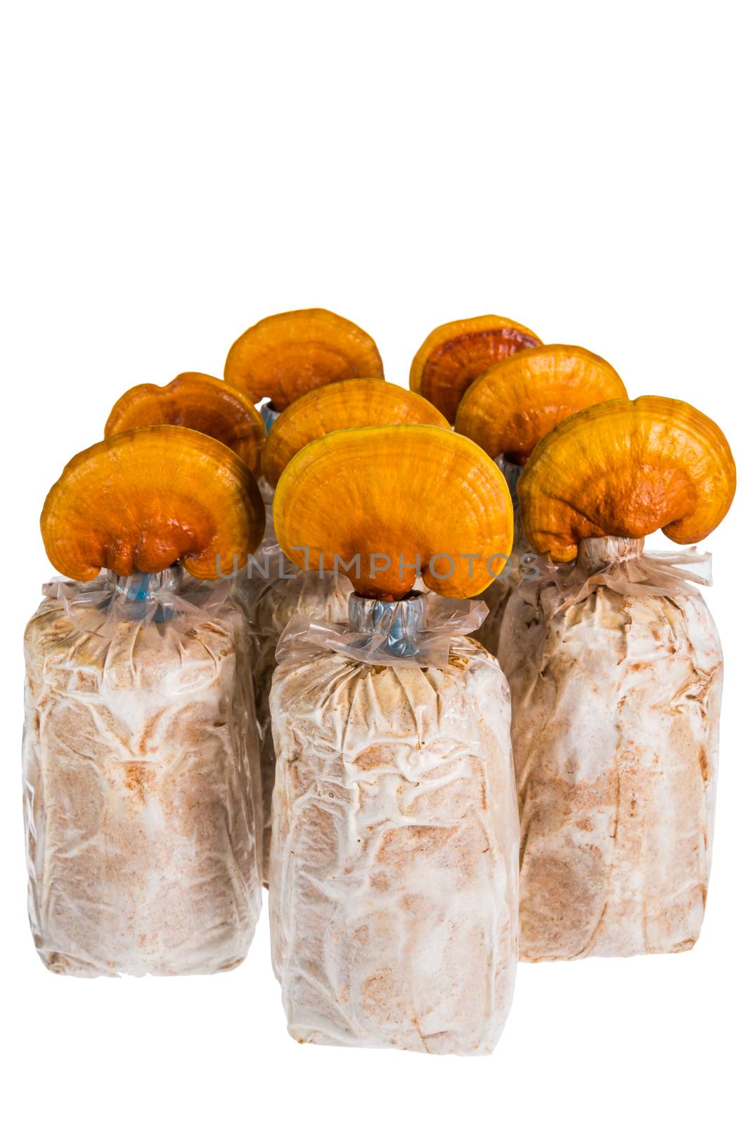 Lingzhi mushroom, Ganoderma lucidum in nursery bag, isolated on white background, Chinese traditional medicine (nutritive value).