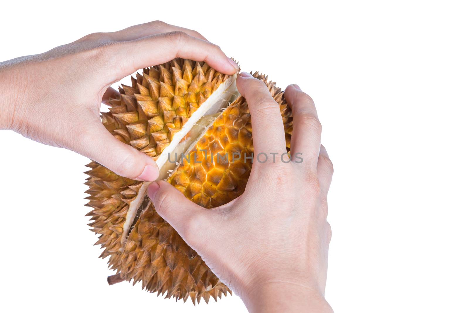 The use hand peeled durian spiny with its ripe and soft delicious flesh. Durian is king of fruits, tropical durian. Durian is formidable thorn-covered husk. Isolated on white background.