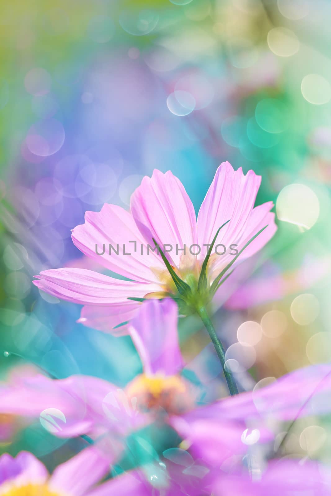 Closeup pink cosmos flowers blooming in the garden at the day time on blurred nature background. Beautiful natural floral use as background. Shallow depth of field (dof), selective focus. Outdoors.