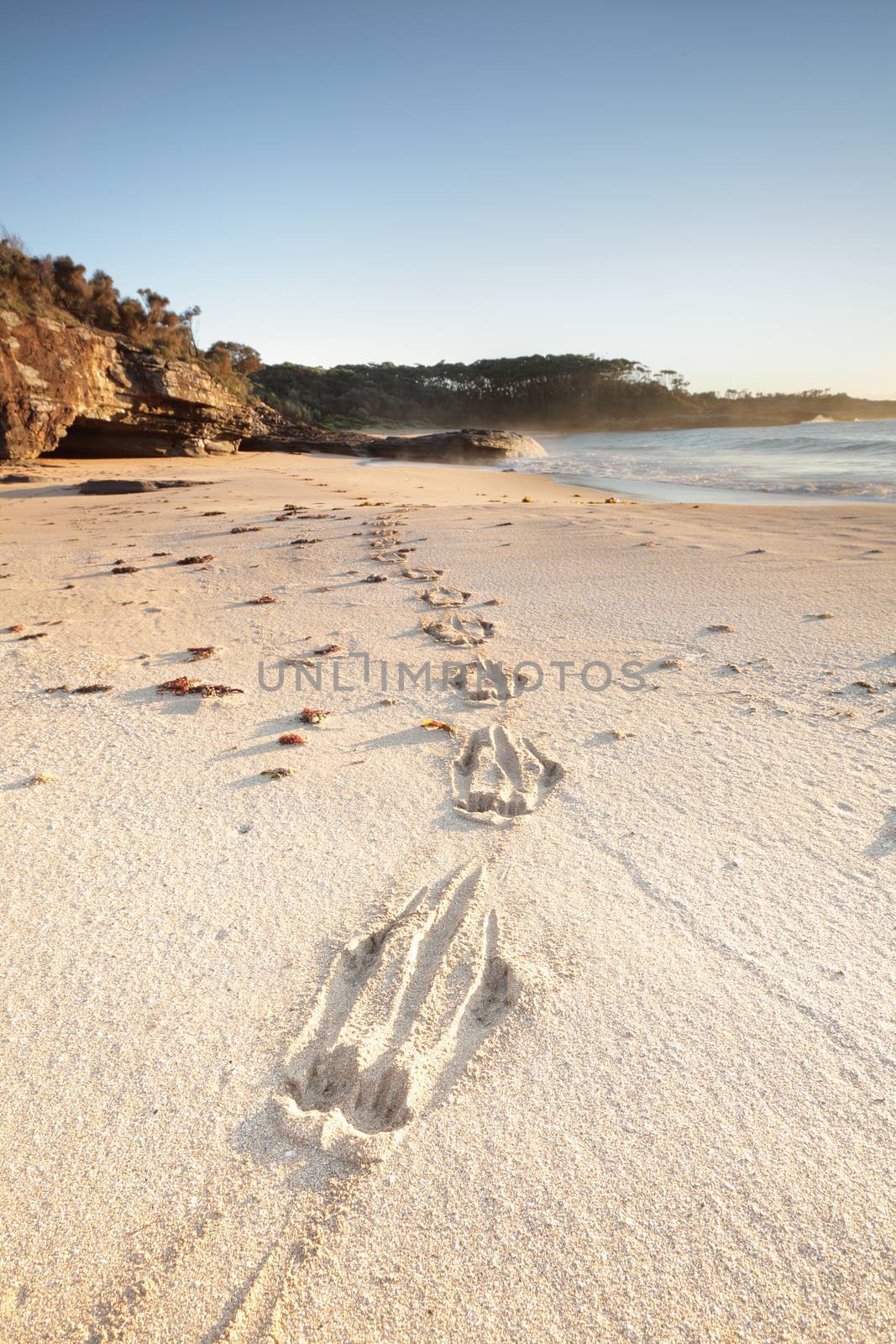 A fresh set of kangaroo tracks in the sand, leading around to a cave and rocks on the far south coast of NSW