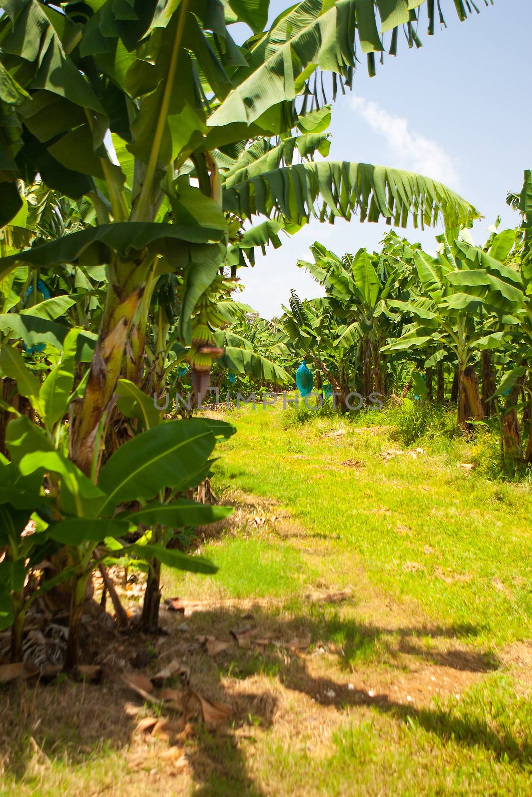 Empty road on the banana plantation, Guadeloupe island