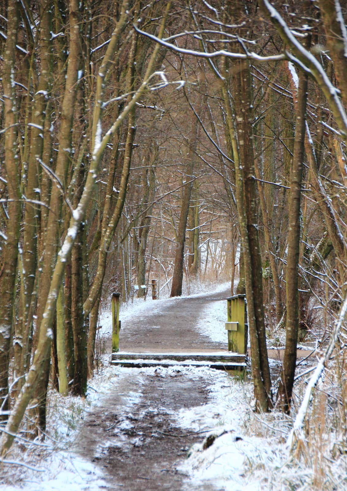 Snowy muddy forest path in cold winter