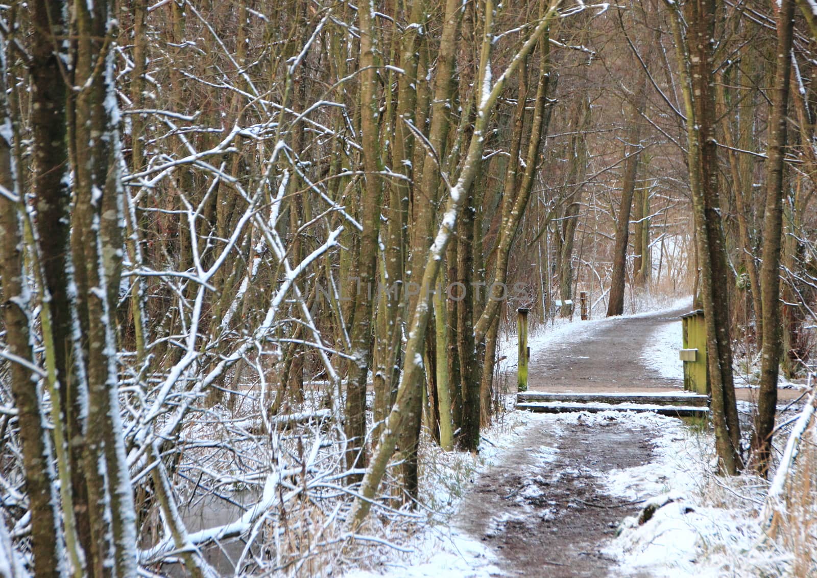Winter forest trail with trees and snow