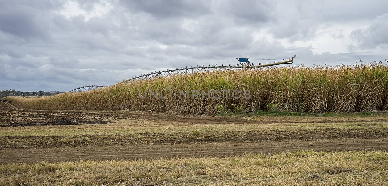 Australian Sugarcane Plantation by sherj