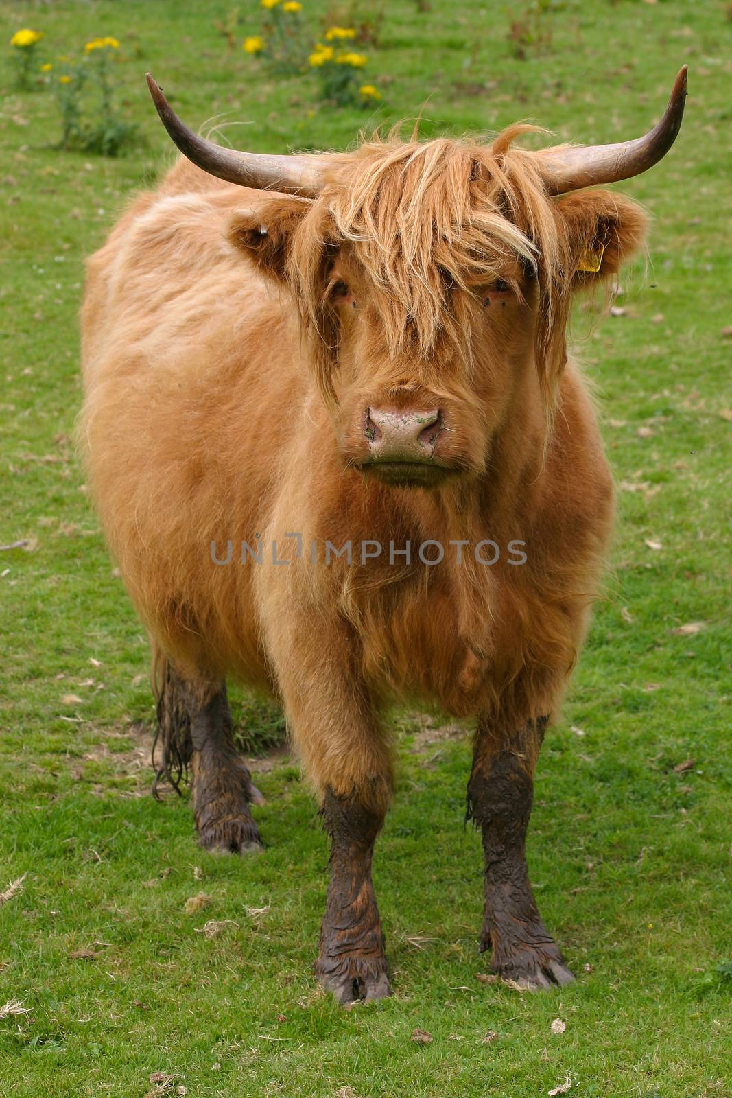 Highland aberdeen angus cow grazing green grass on a farm in Scotland