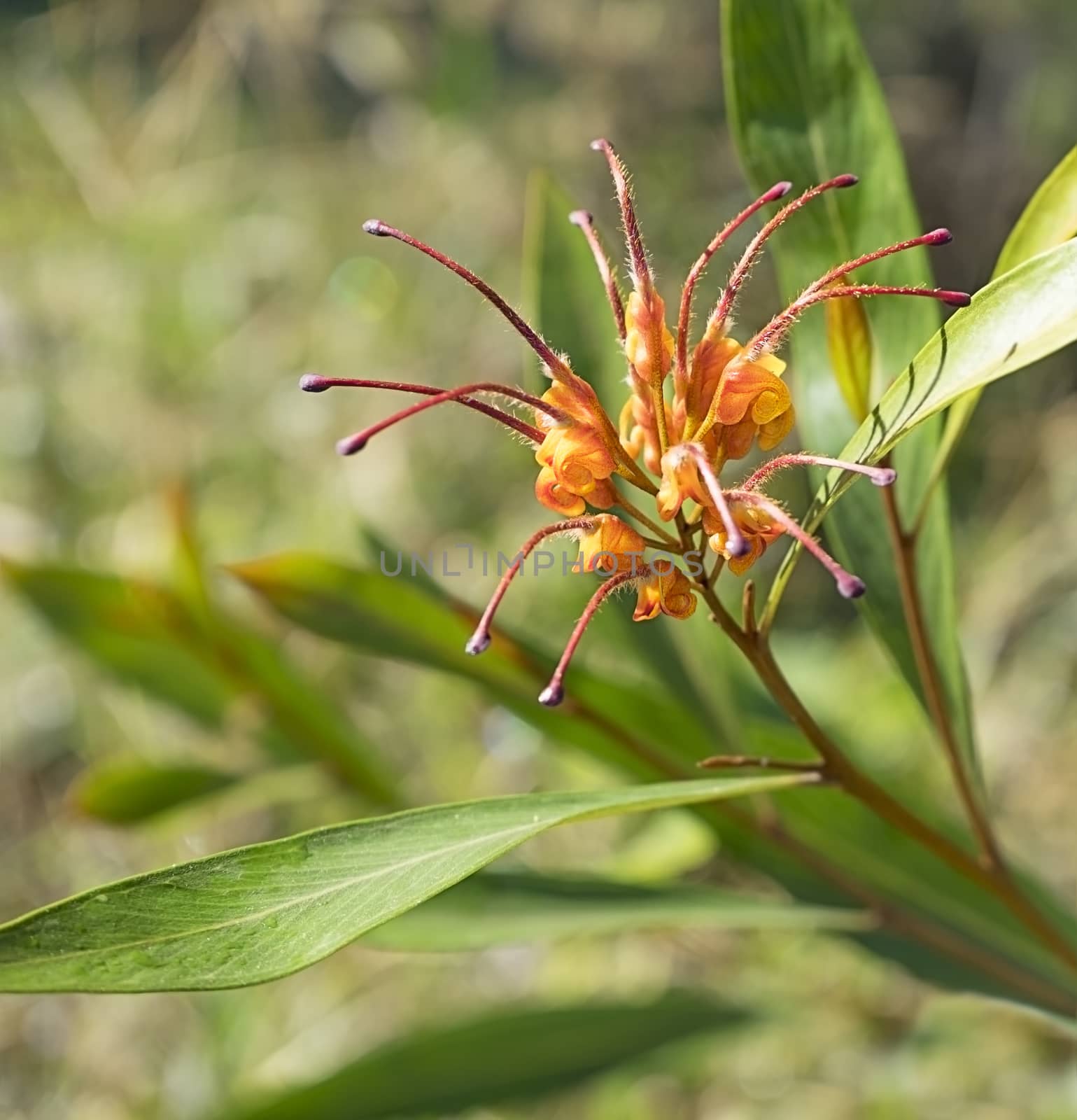 Australian native wild flower Grevillea  cultivar, venusta cross glossidenia, Orange marmalade hybrid