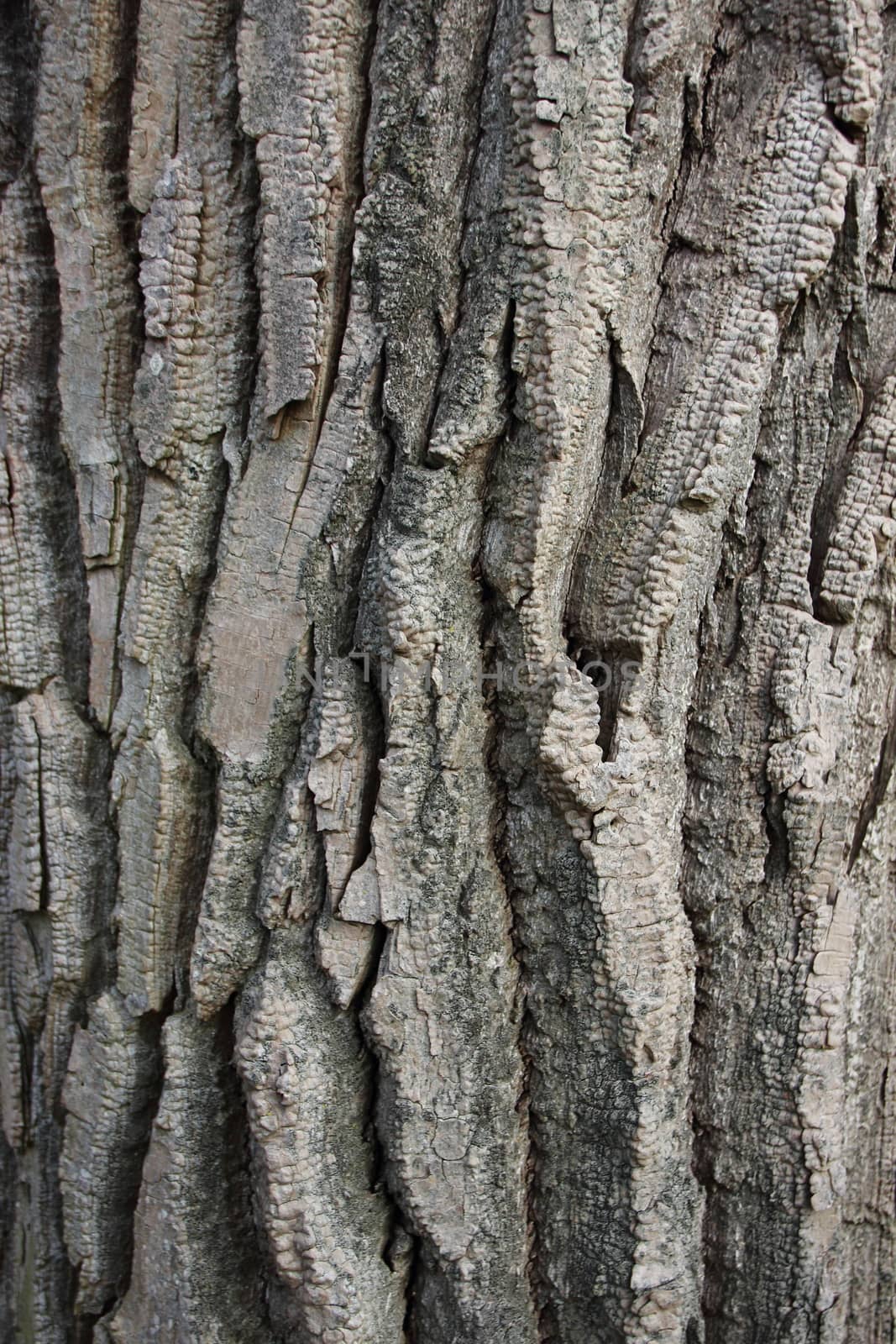 Closeup on Wood Bark Texture Background of Old Willow Tree