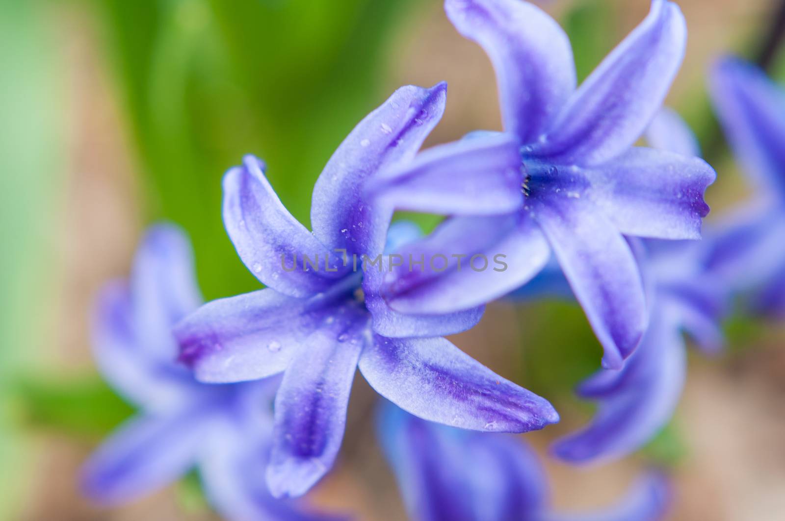 Flowers that appear to shift between purple and blue under the naked eye