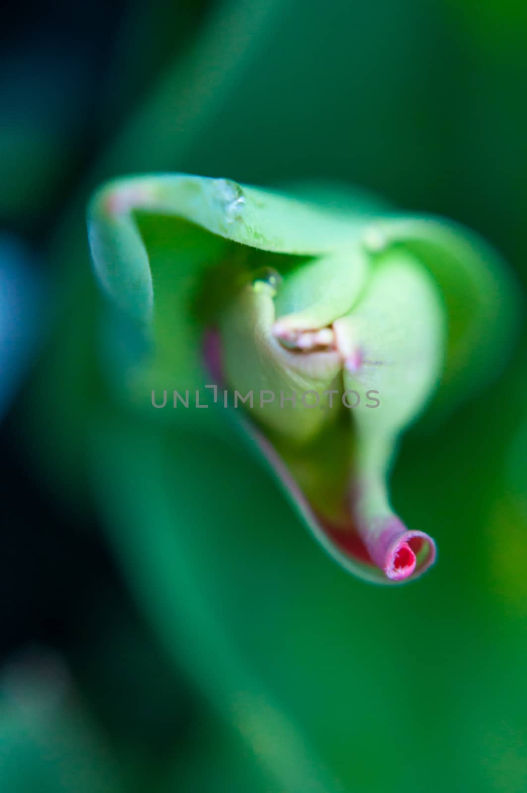 Natural Curves on a green plant with a small hint of pink