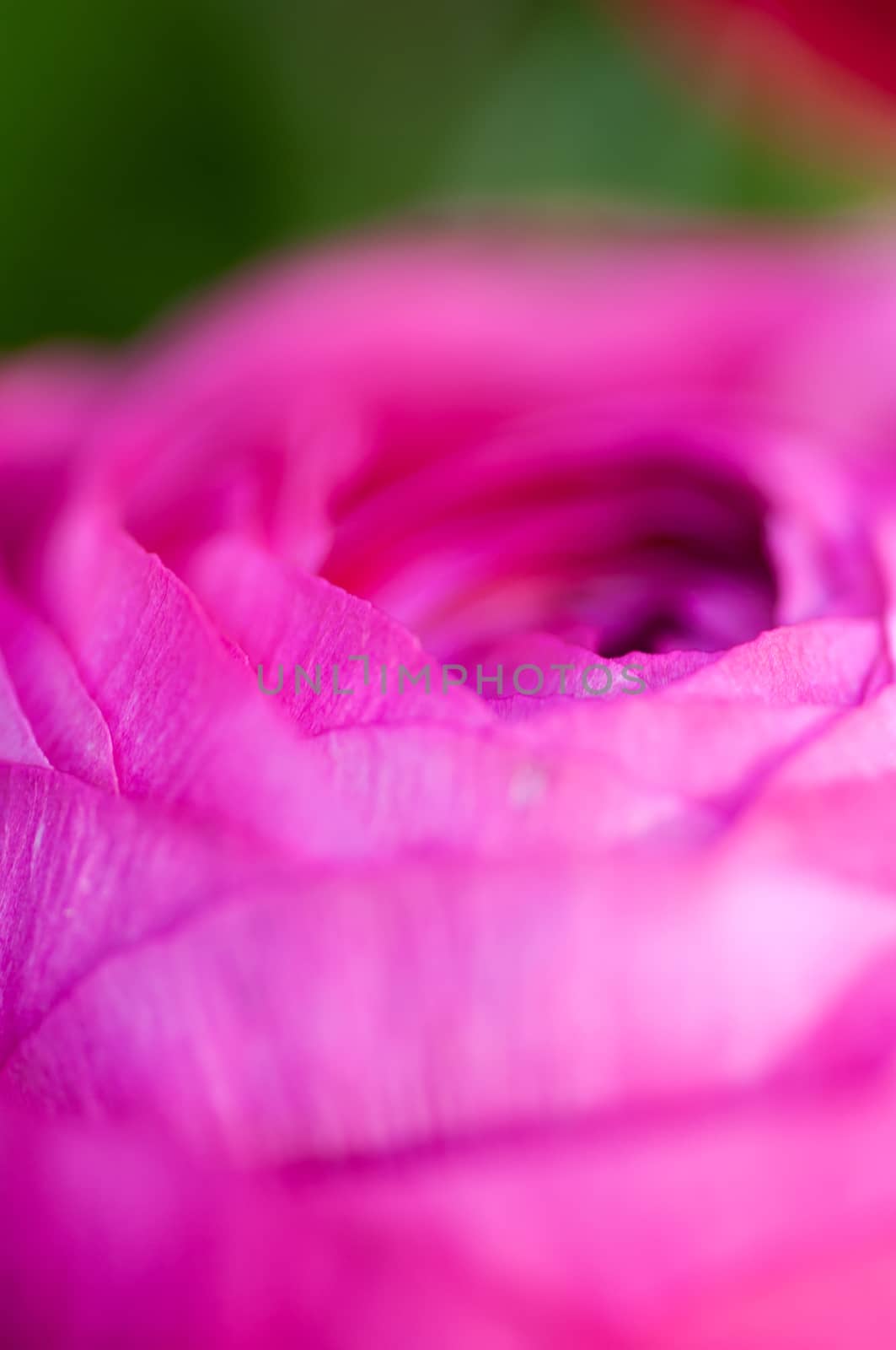 Close Up shot of  Large Pink Flower