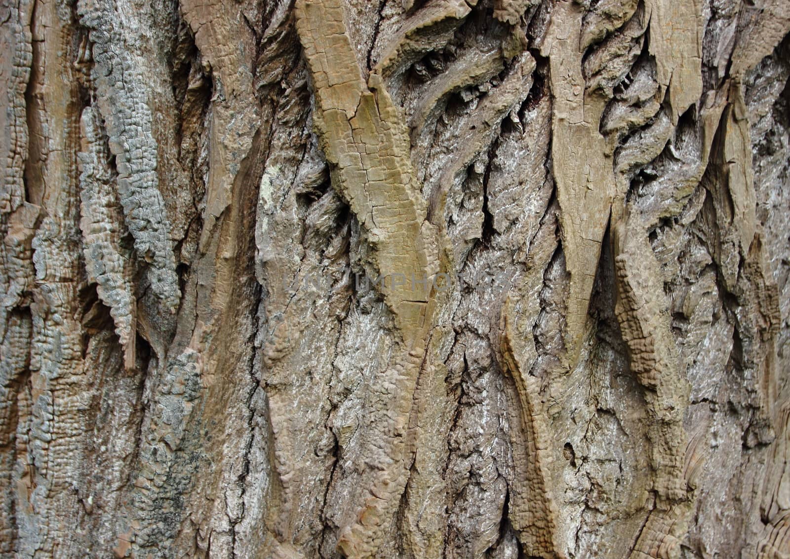 Closeup on Wood Bark Texture Background of Old Willow Tree