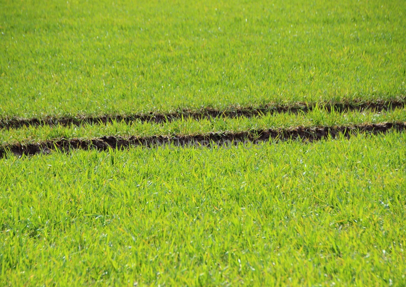 Fresh Green Crop Field with Tractor Trace Path