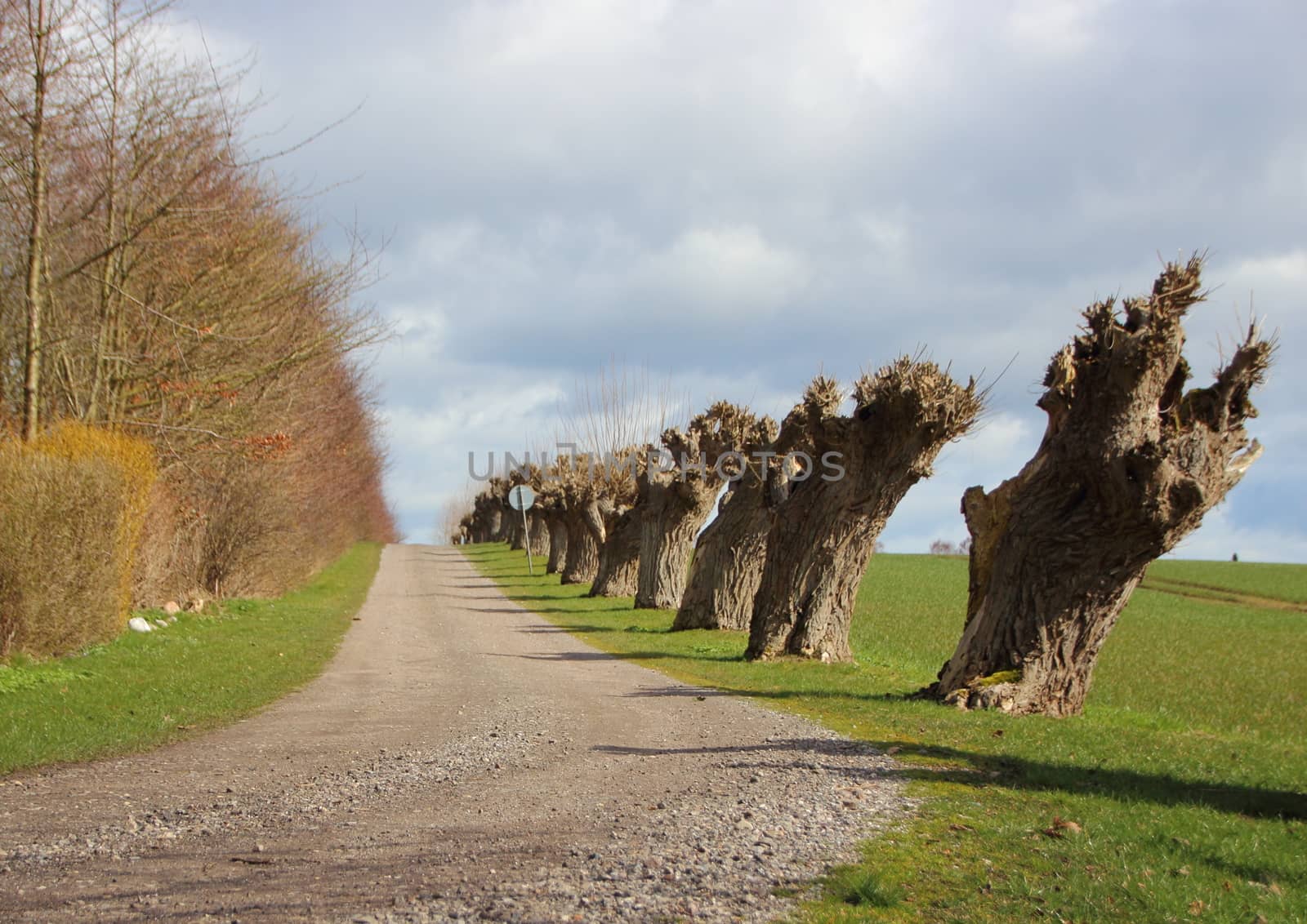 Rural Windy Road with Line of Old Willow Trees by HoleInTheBox