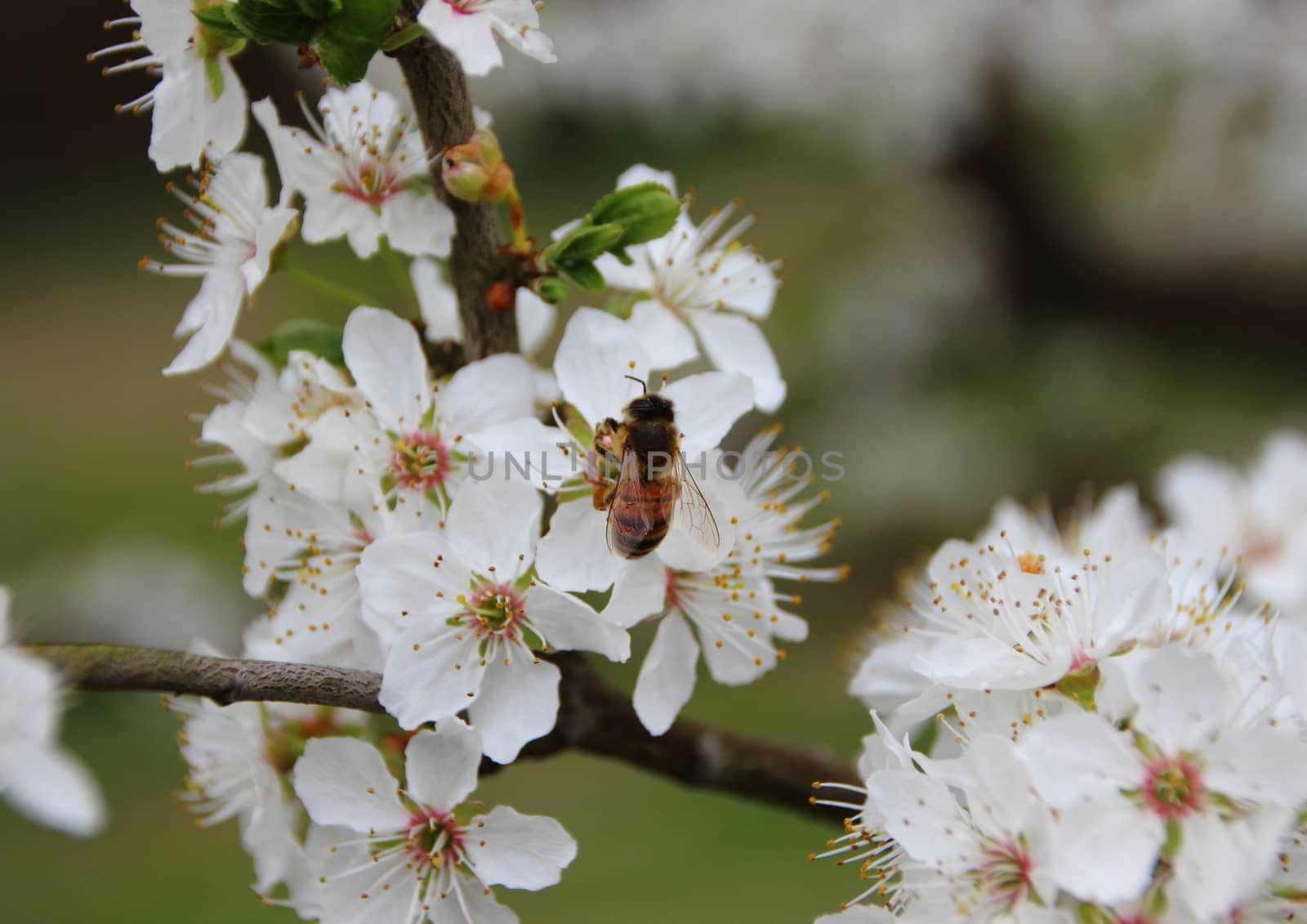 Isolated Honey Bee on Tree with White Spring Flower