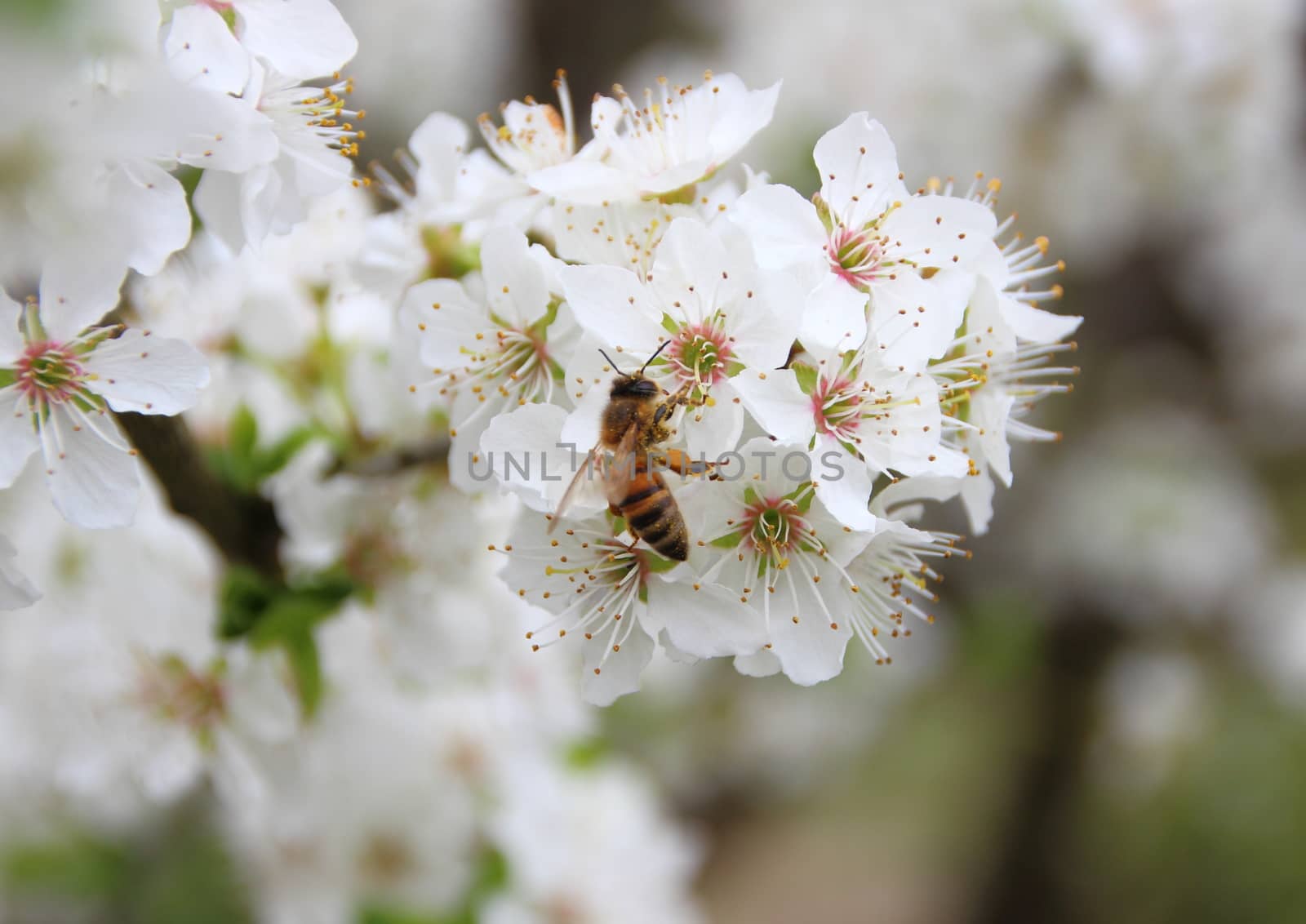 Isolated Honey Bee on White Flower Tree Covered with Nectar