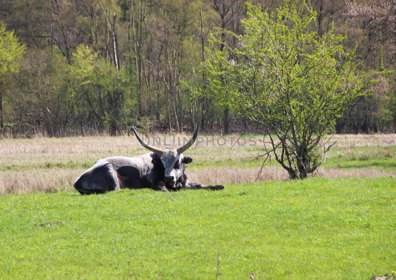 Male Longhorn Hungarian Grey Ox in Green Field by HoleInTheBox
