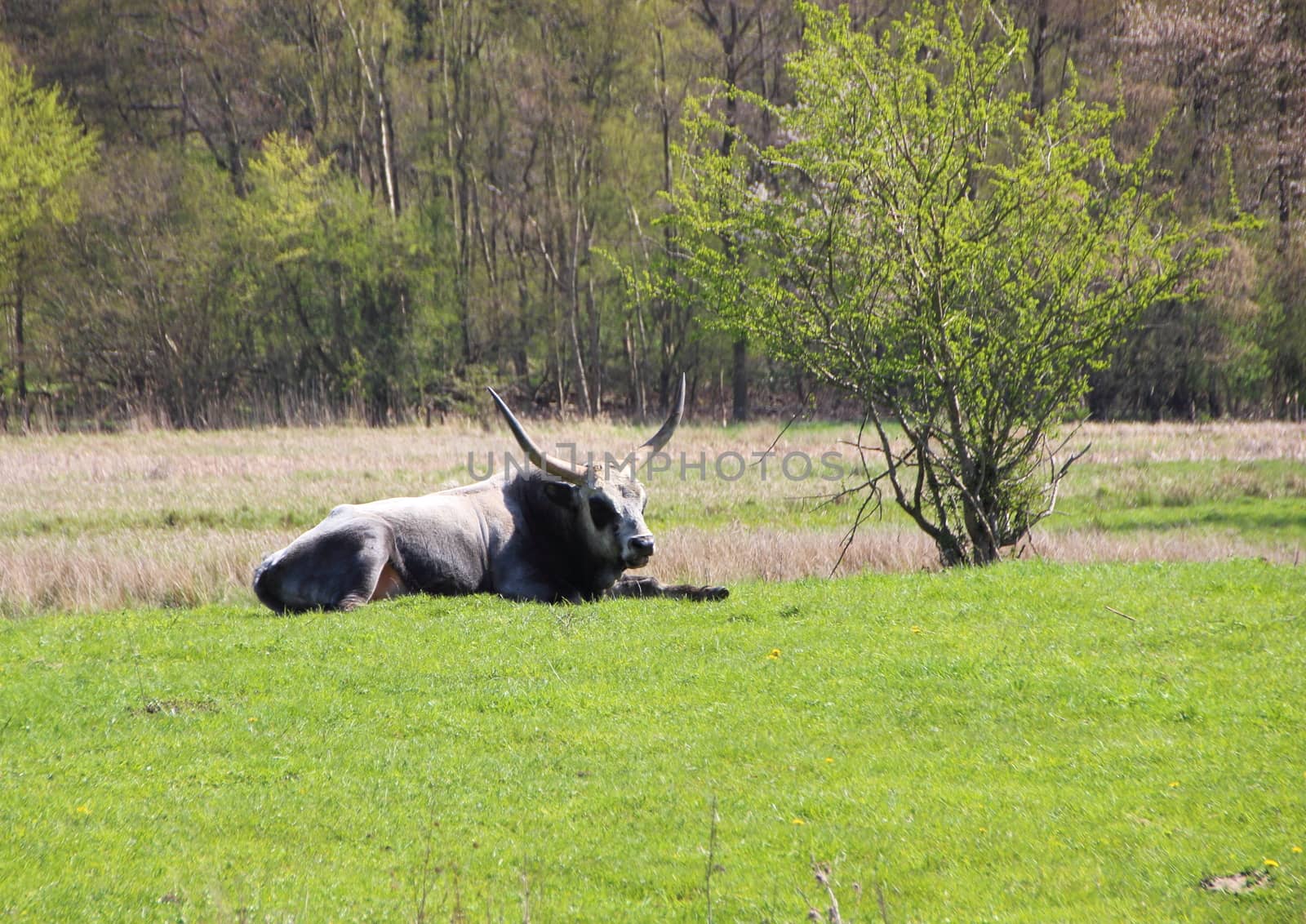 Male Longhorn Hungarian Grey Ox in Green Field by HoleInTheBox