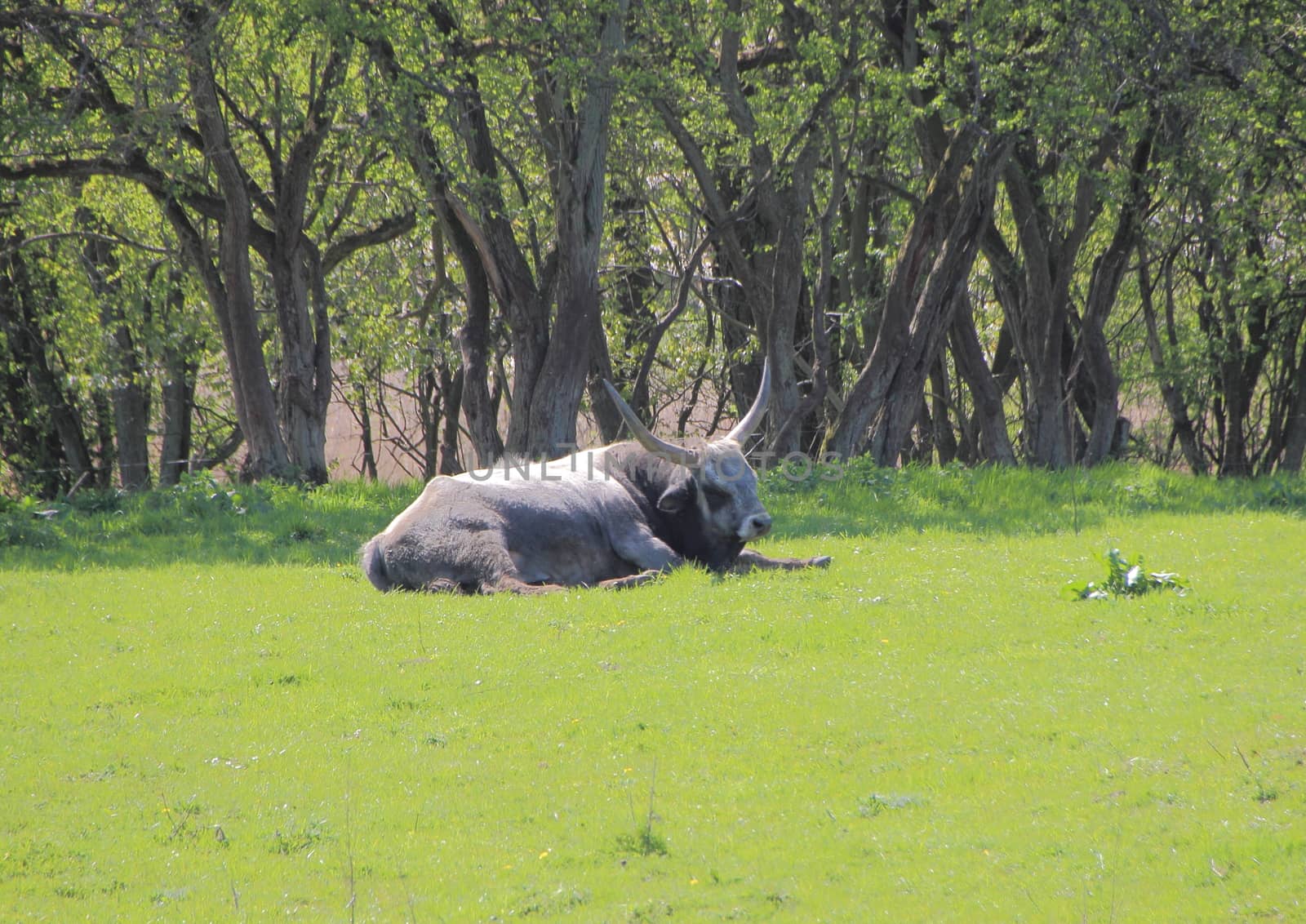 Single Young Longhorn Hungarian Grey Ox on Green Fresh Meadow