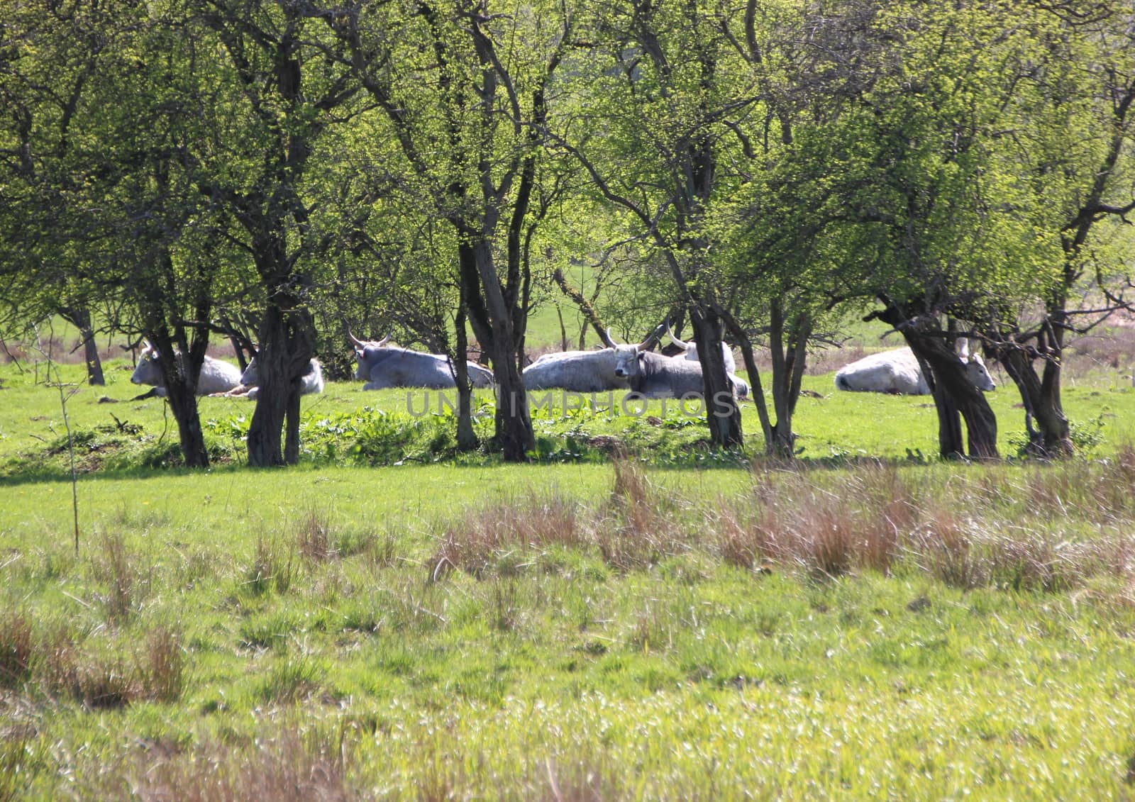 Herd of Longhorn Hungarian Grey Ox Cattle behind Trees in Summer