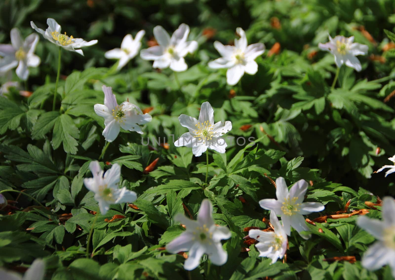 Closeup on Fresh Green and White Windflower Background in Forest Bed
