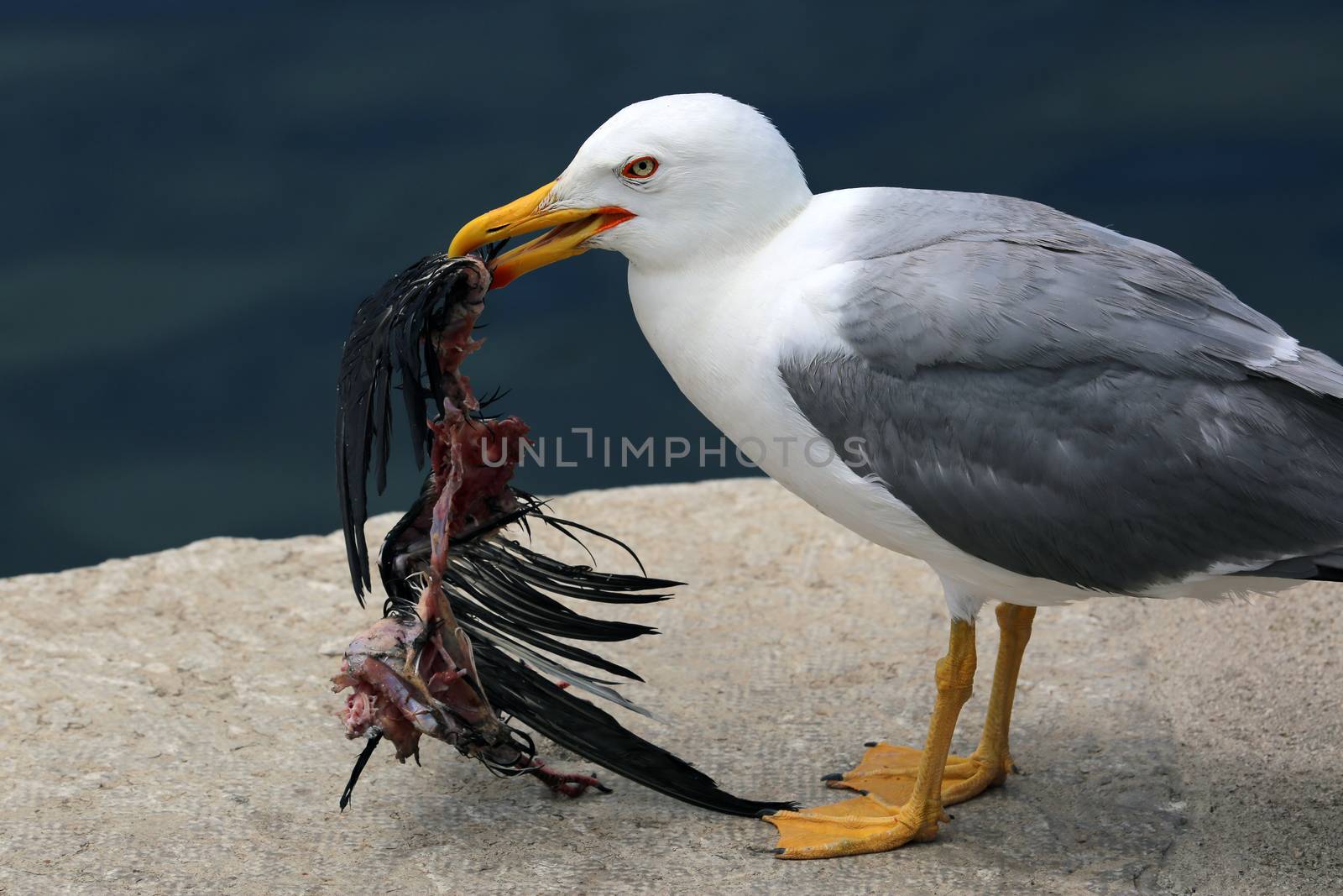 Seagull Holding a Dead Bird in its Beak by bensib