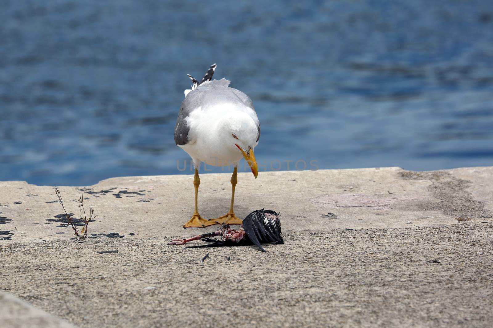 A Hungry Gull Watching a Dead Bird on the Floor