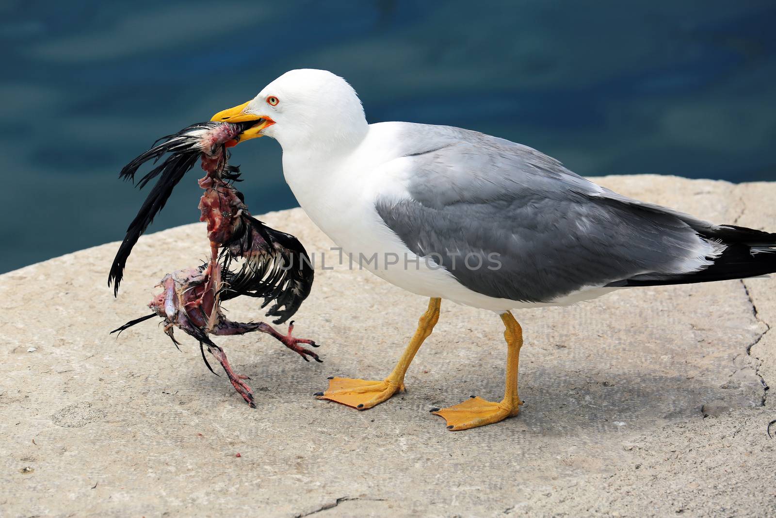 Closeup of a Seagull Holding a Dead Bird in its Beak