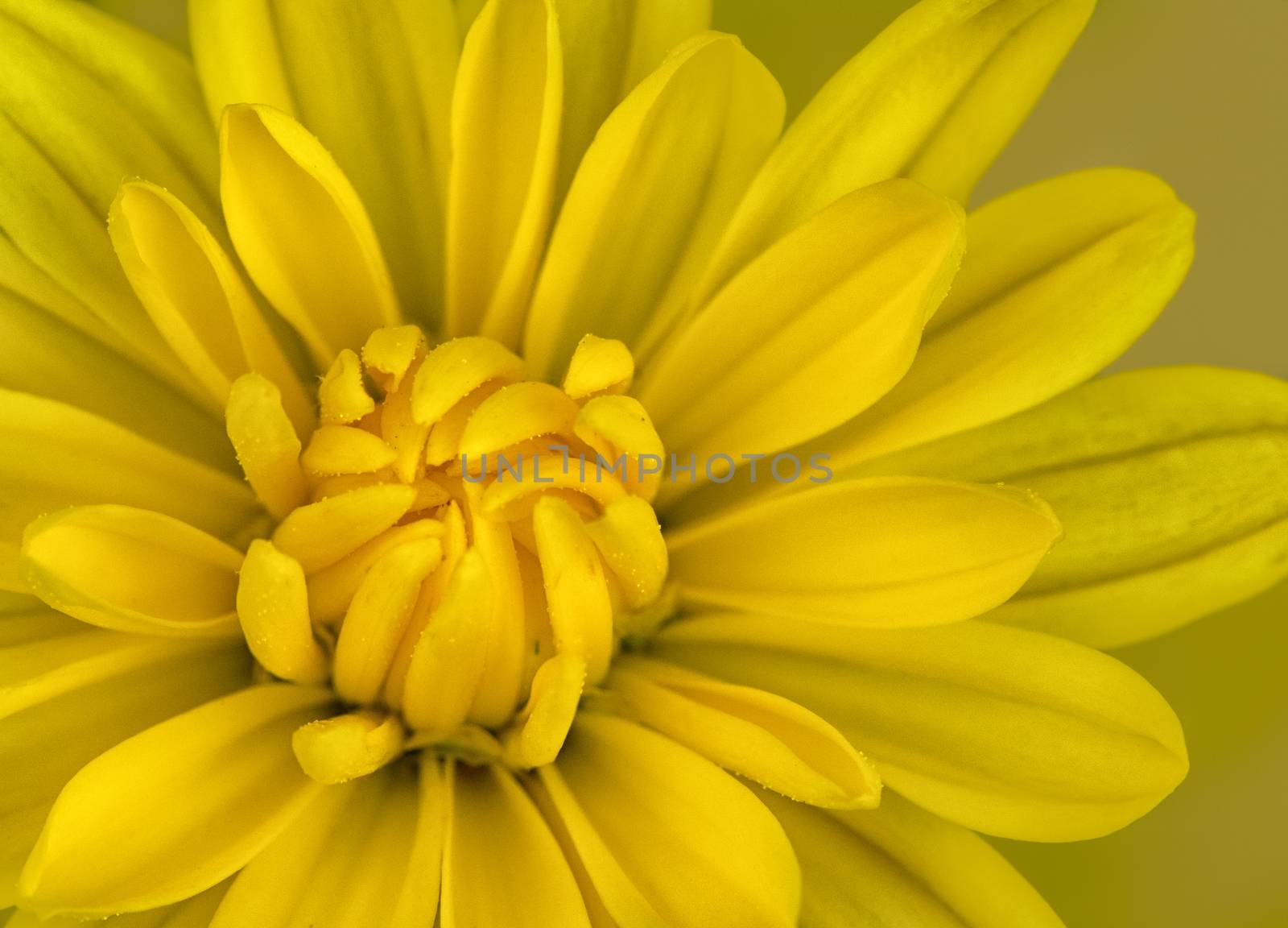 Close up photo of a yellow mum flower