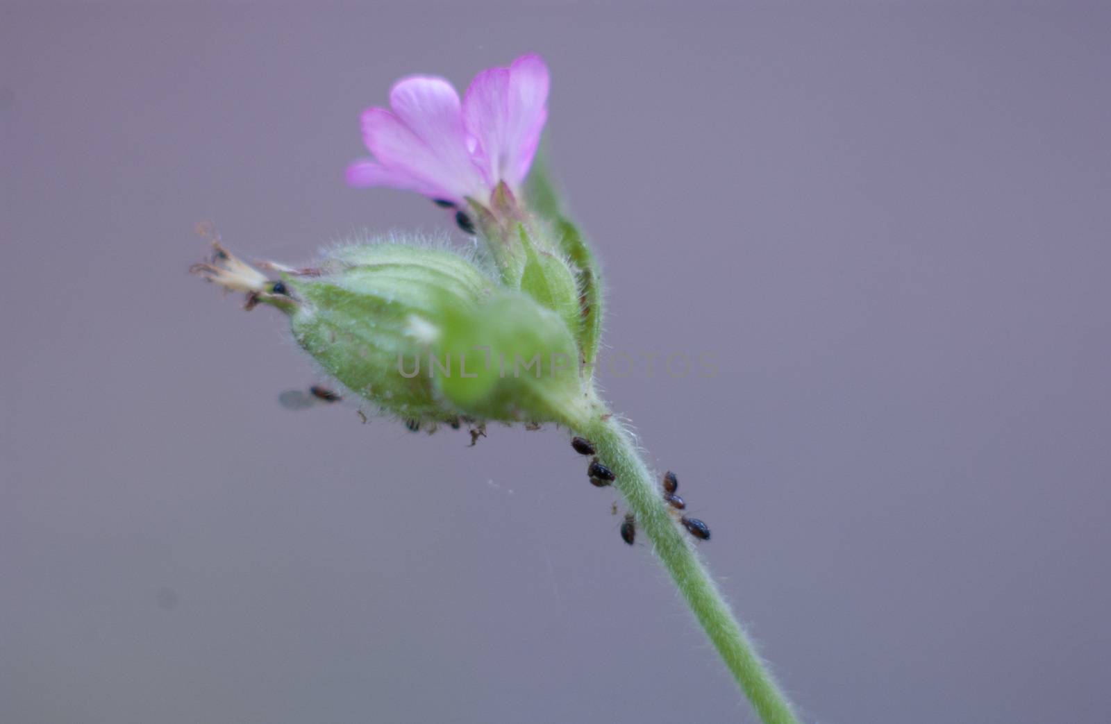 purple Flower craweld by ants