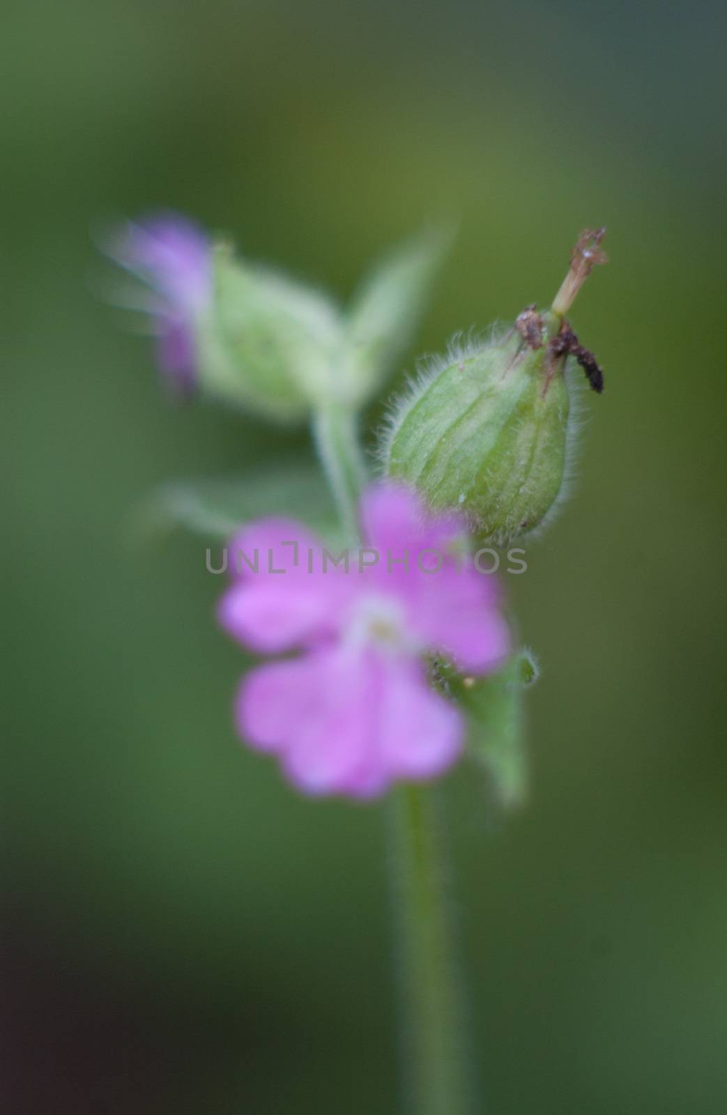 ants on flower by medsofoto