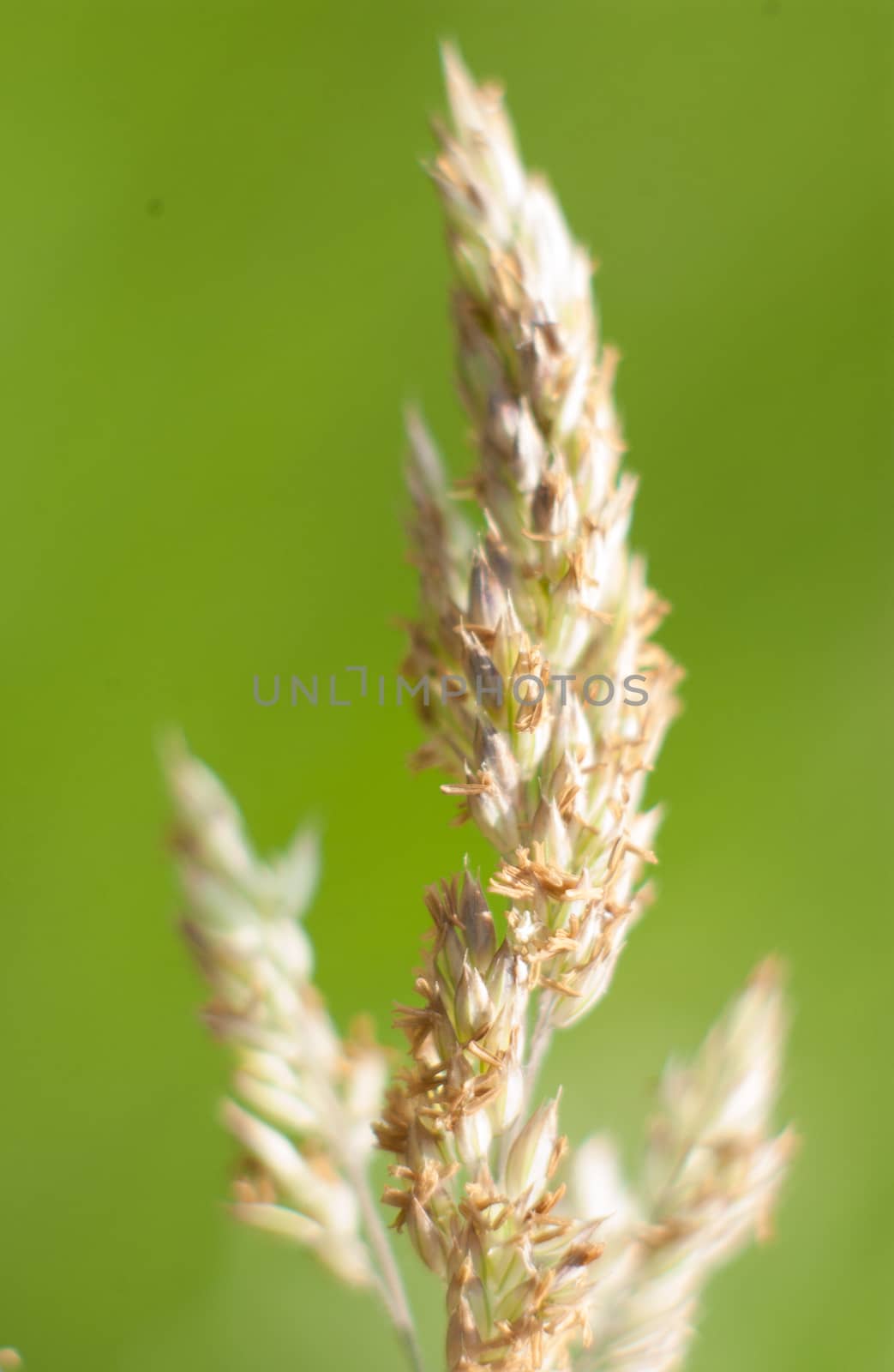 wheat by medsofoto