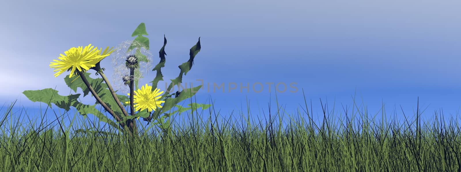 Dandelions in the grass by day - 3D render