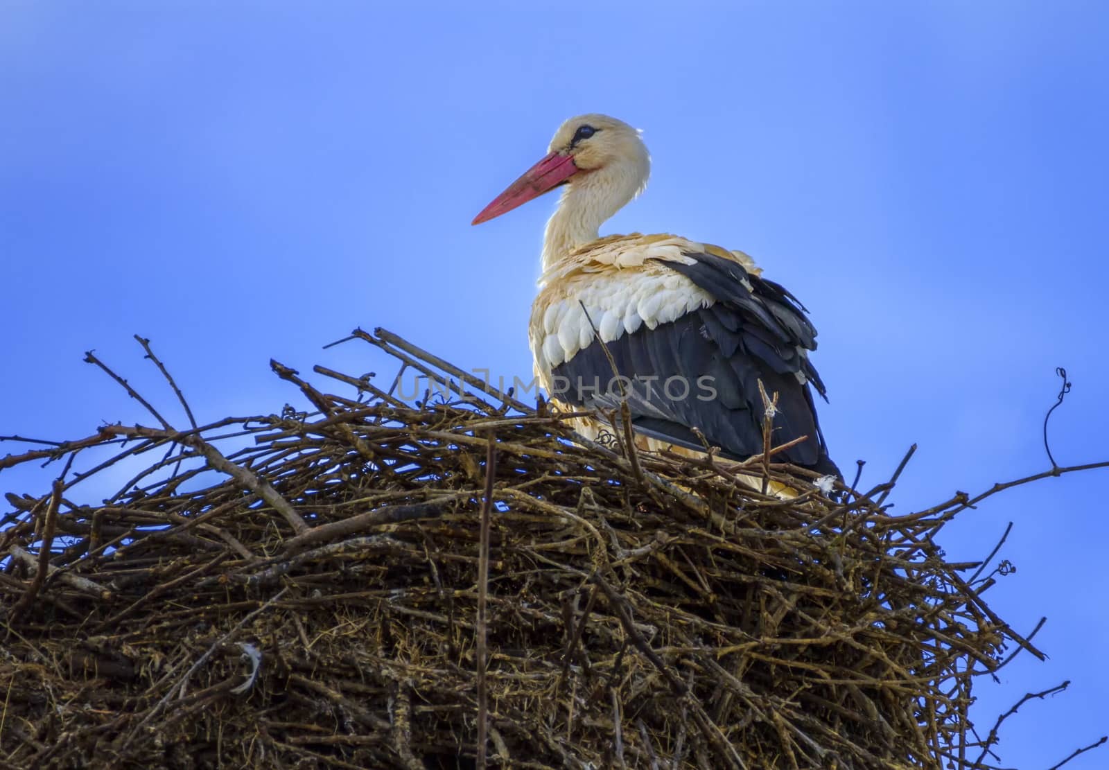 European white stork, ciconia, in the nest by Elenaphotos21