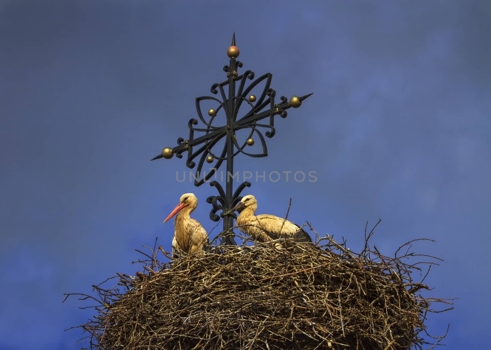 Two european white storks, one fledgling and one adult, ciconia, standing in the nest next to a cross at the top of a church, by day