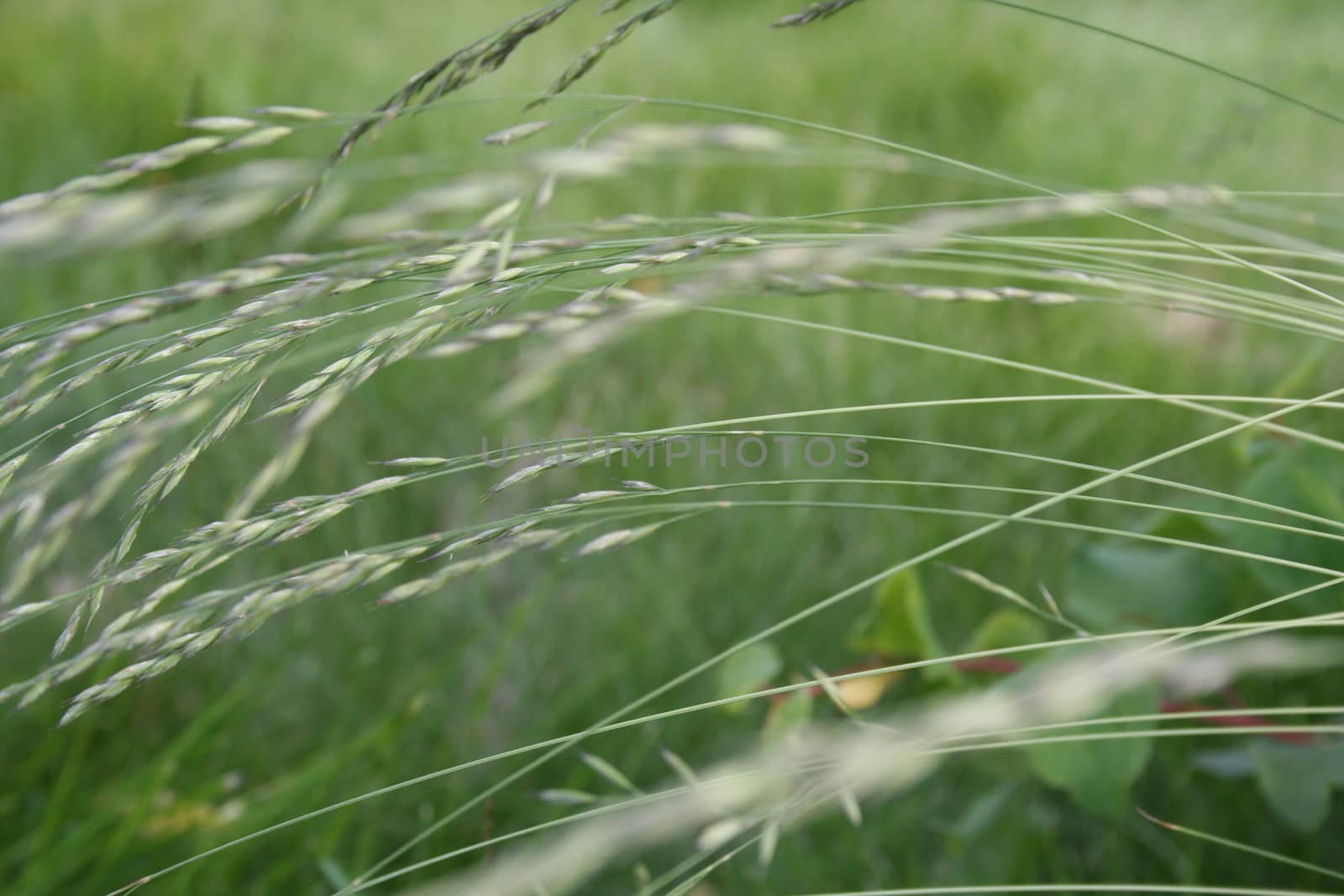 grass closeup by elin_merete