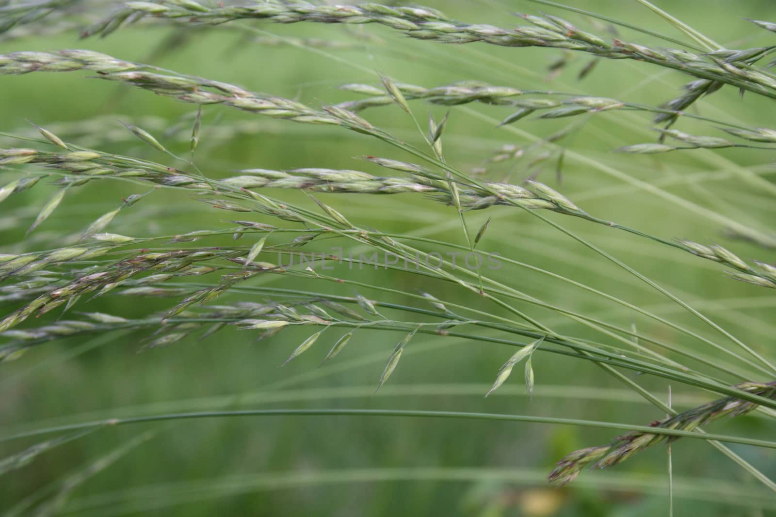 grass closeup by elin_merete