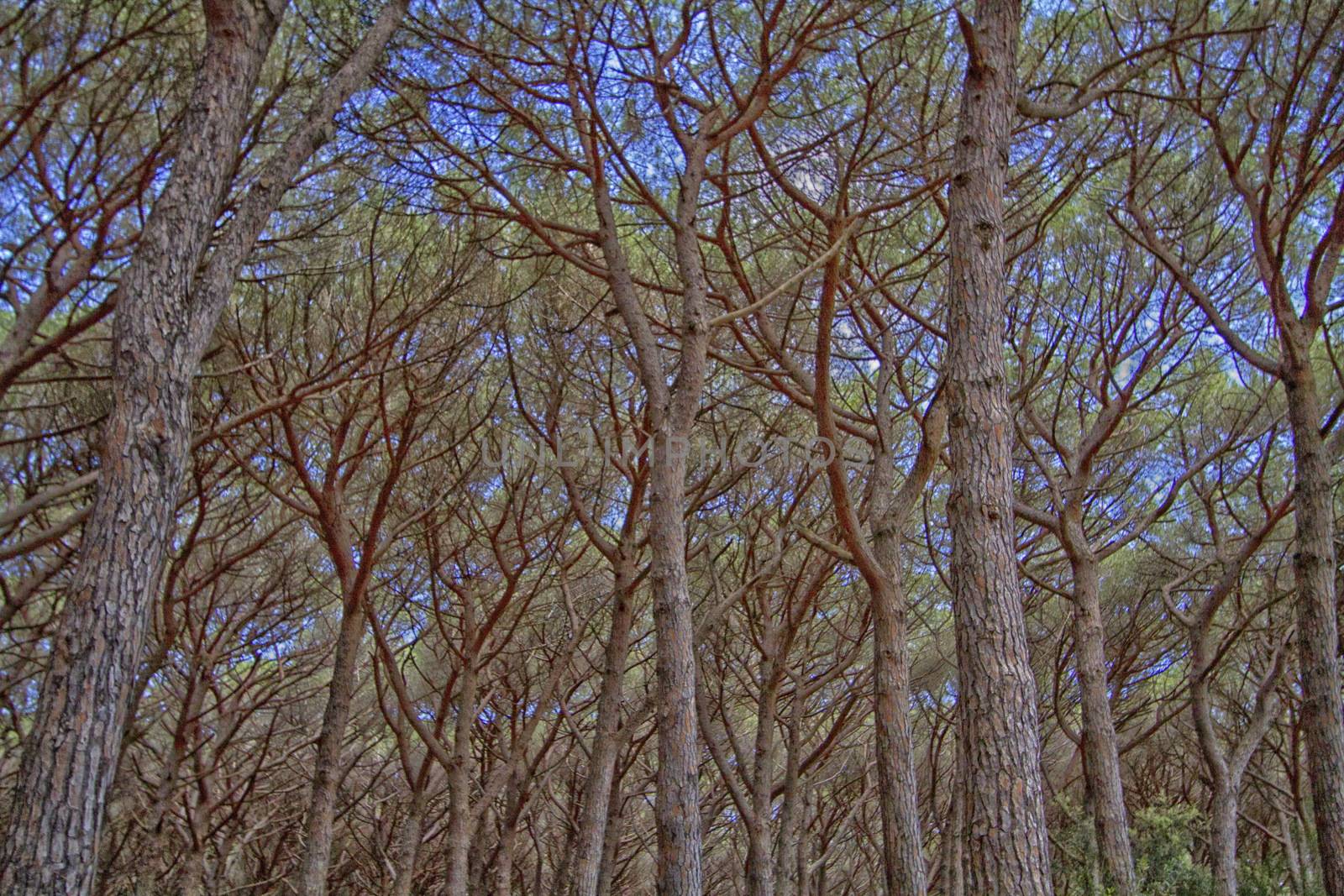 large pine forest with a blue sky