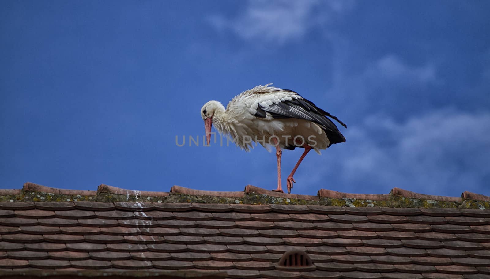 Stork walking on a roof d'Alsace