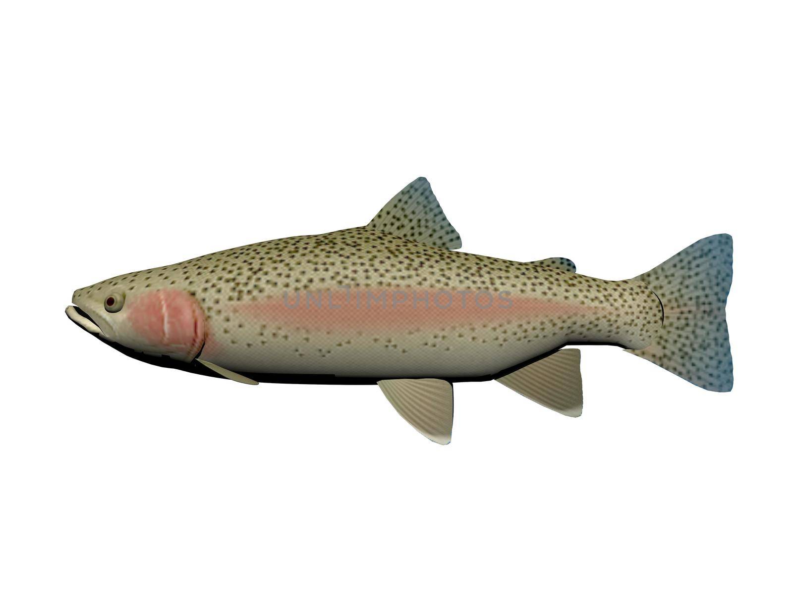 steelhead fish - 3d render by mariephotos